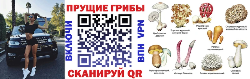 хочу   Новосиль  Псилоцибиновые грибы мухоморы 